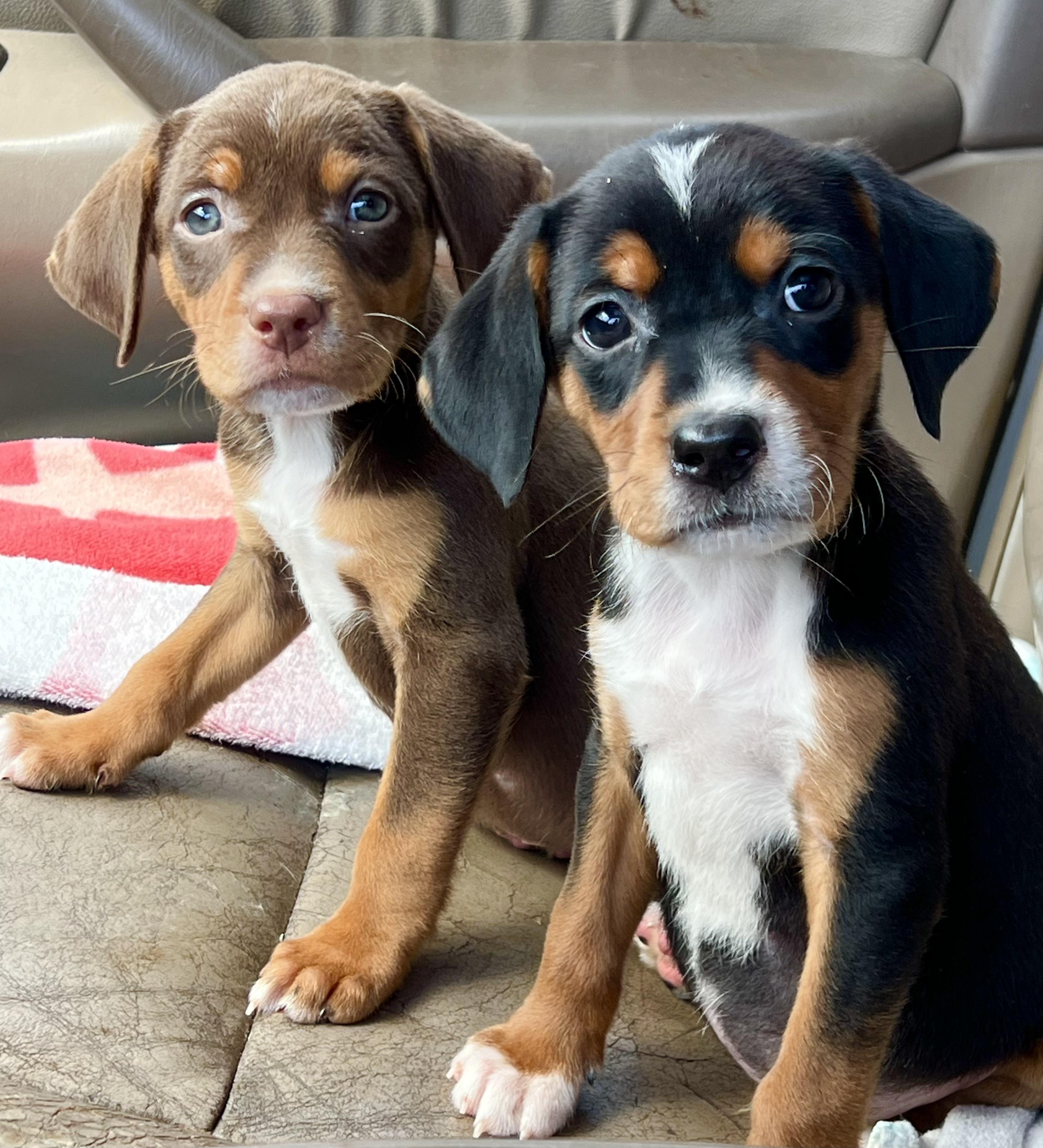 Enlarge Dandy, an adopted mixed breed in Mt Pleasant, SC image 3/4