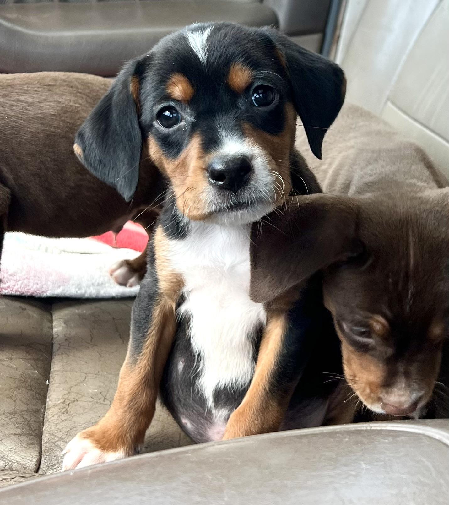 Dandy, adopted, Puppy Male Mixed Breed.