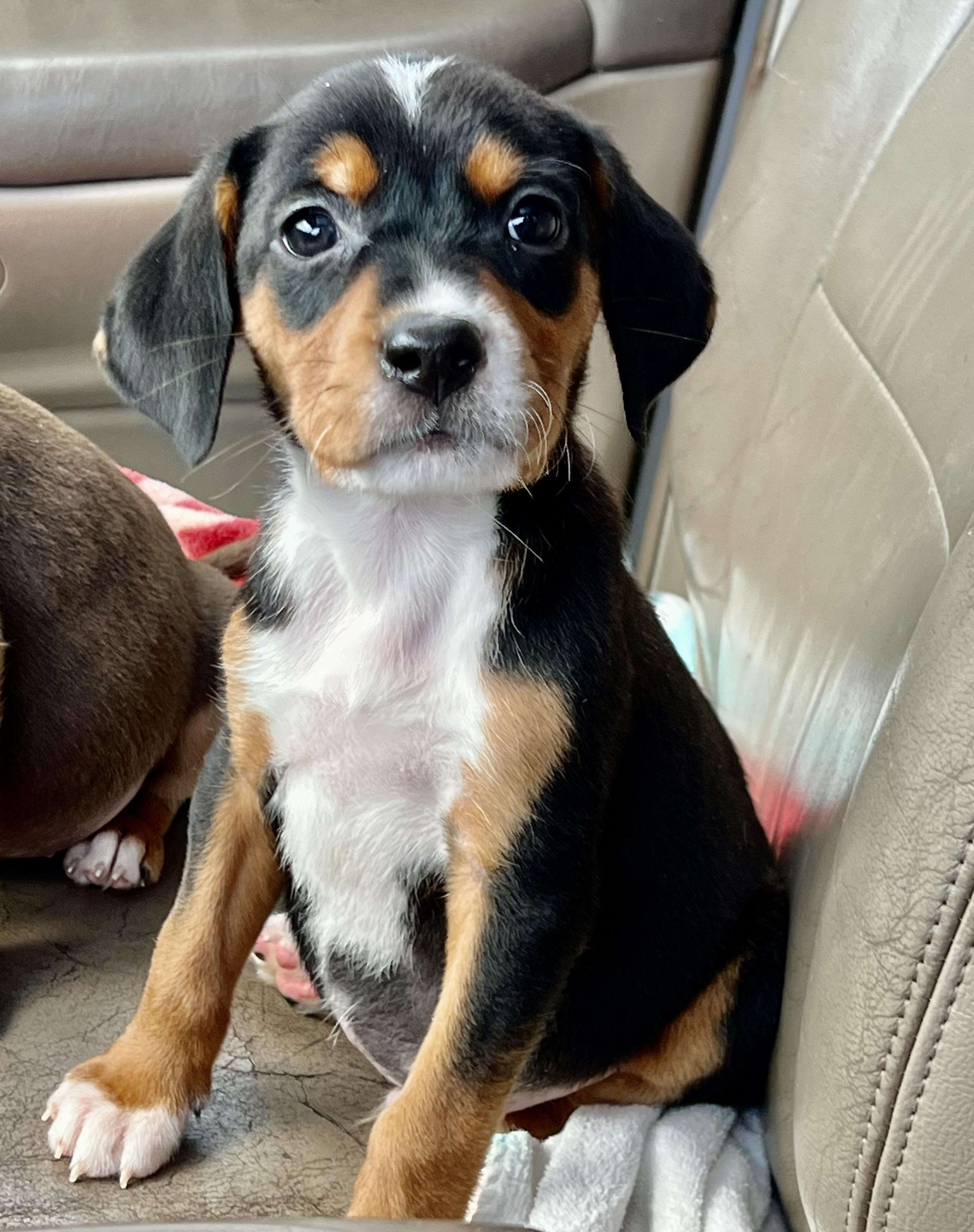 Enlarge Dandy, an adopted mixed breed in Mt Pleasant, SC image 2/4