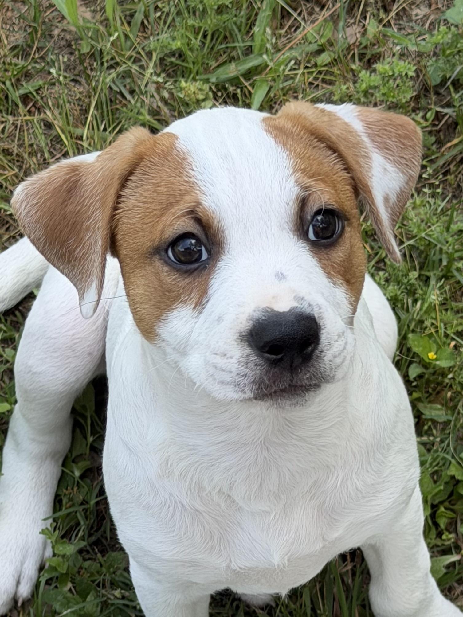 VELVET, ADOPTABLE, Puppy Female Australian Cattle Dog / Blue Heeler.