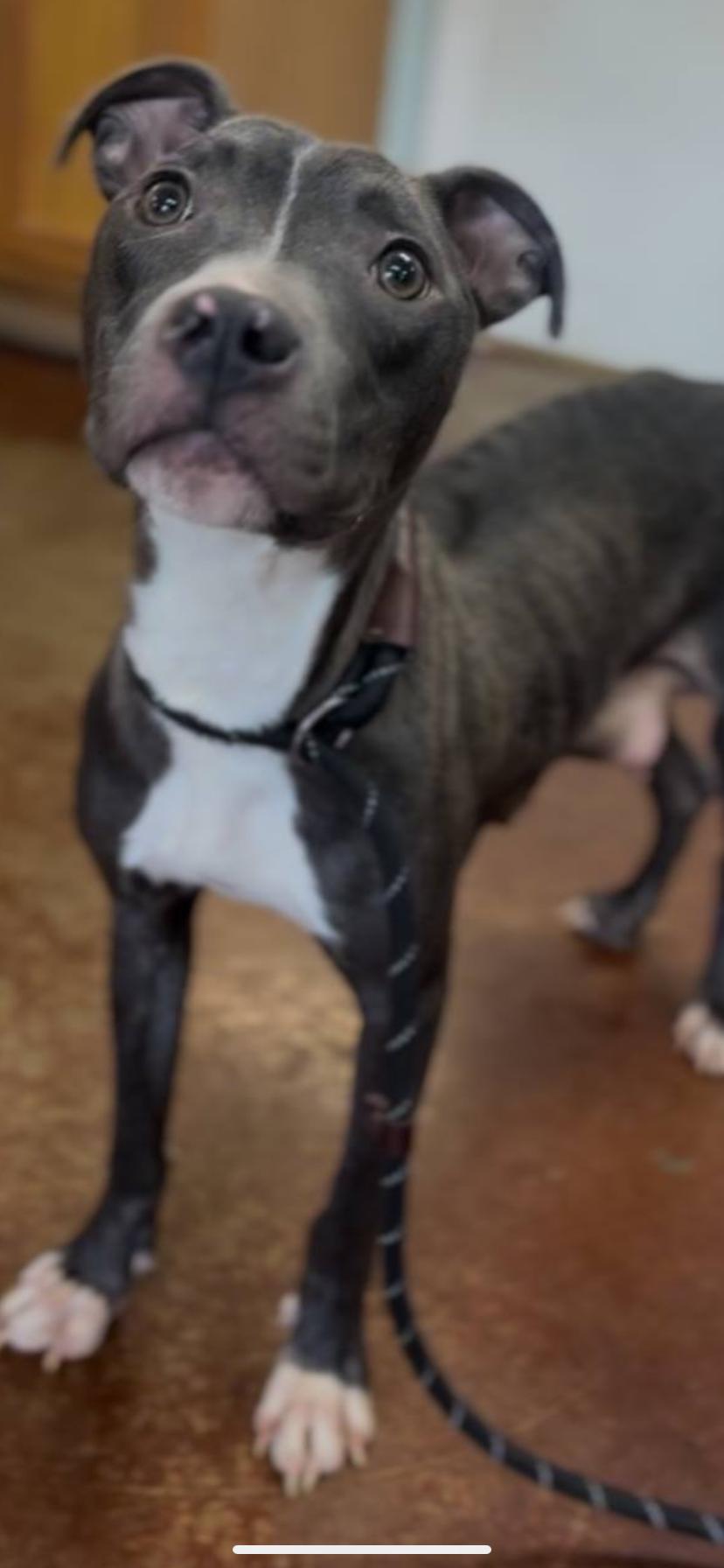 Opal, Adult Female Pit Bull Terrier