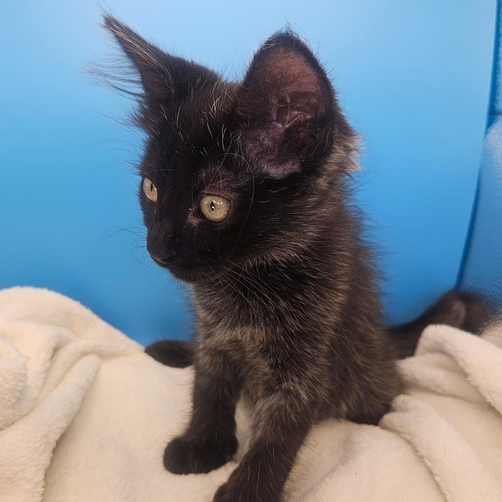 Glory, a Adoptable Domestic Medium Hair in Escondido, CA image 1/6