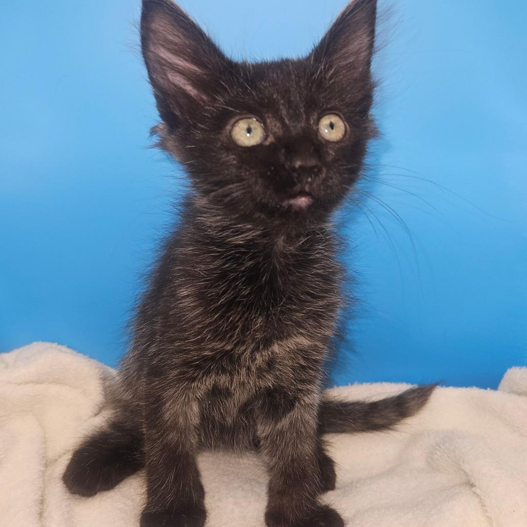 Glory, a Adoptable Domestic Medium Hair in Escondido, CA image 2/6