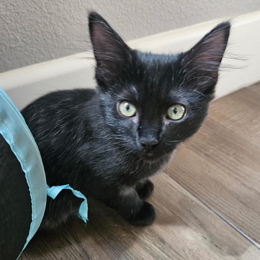 Glory, a Adoptable Domestic Medium Hair in Escondido, CA image 4/6