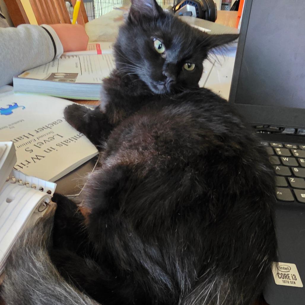 Enlarge Glory, a Adoptable Domestic Medium Hair in Escondido, CA image 4/6