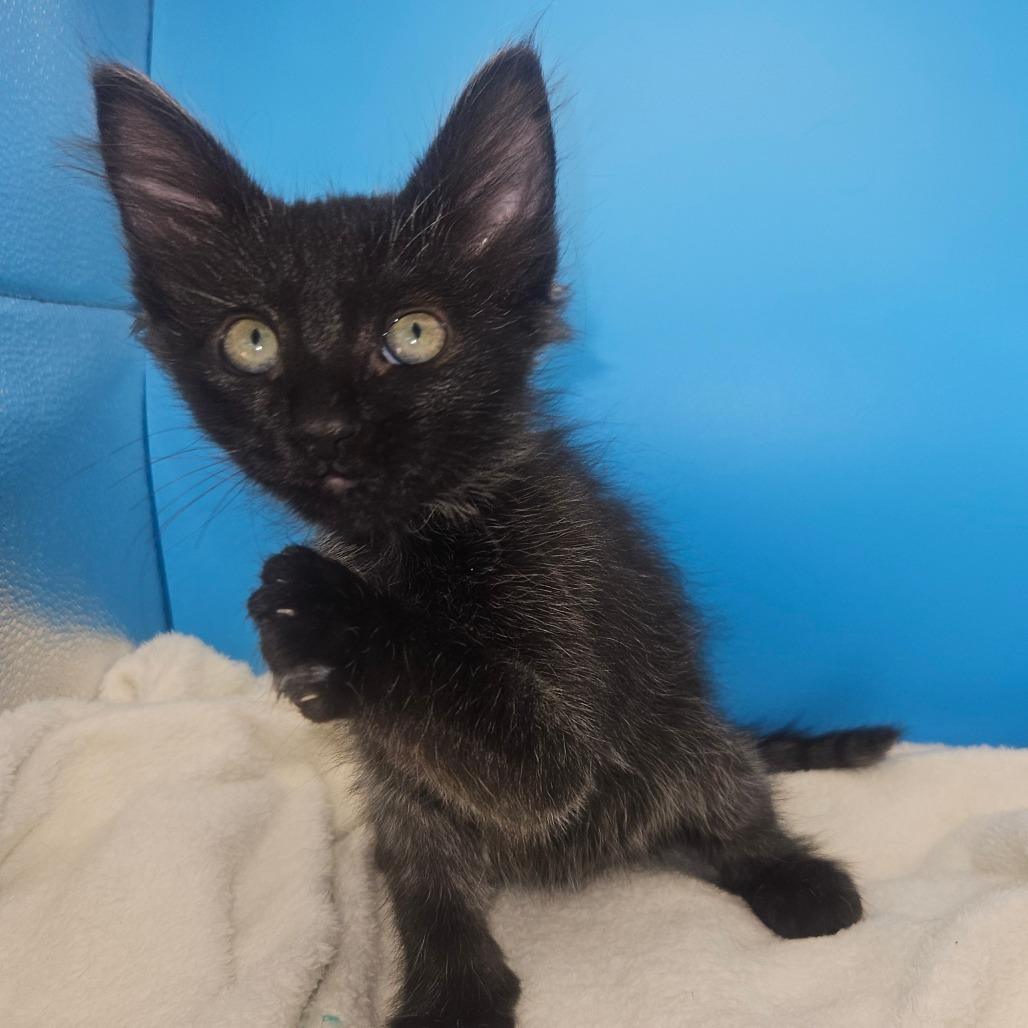 Glory, a Adoptable Domestic Medium Hair in Escondido, CA image 3/6
