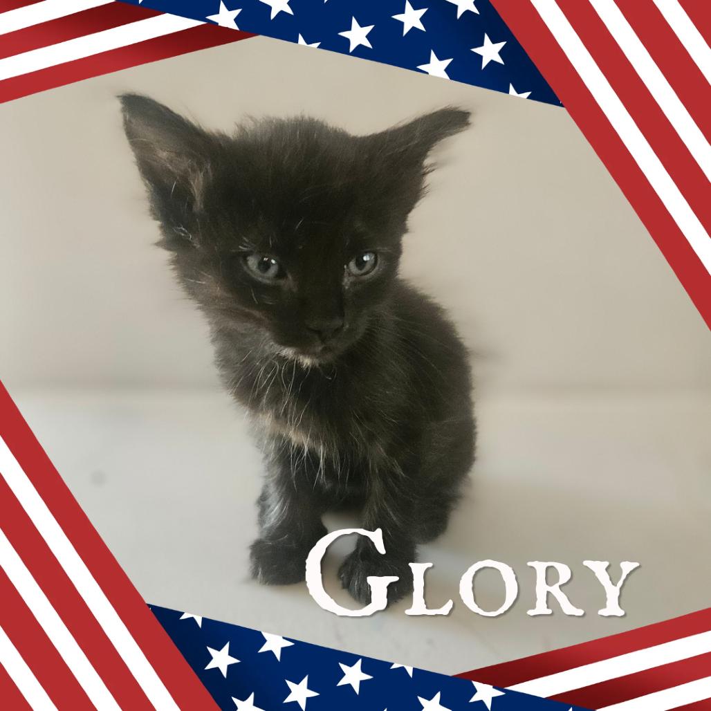 Glory, a Adoptable Domestic Medium Hair in Escondido, CA image 4/6