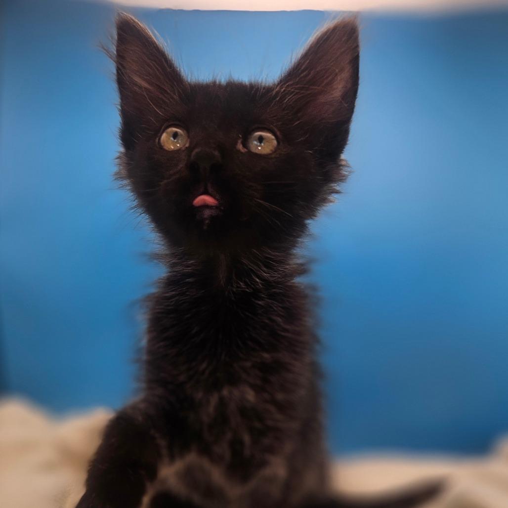Glory, a Adoptable Domestic Medium Hair in Escondido, CA image 5/6