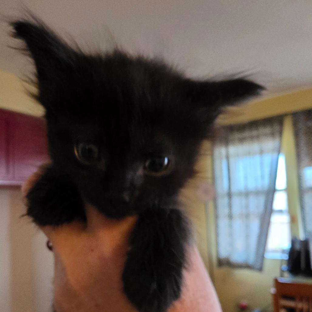 Glory, a Adoptable Domestic Medium Hair in Escondido, CA image 6/6