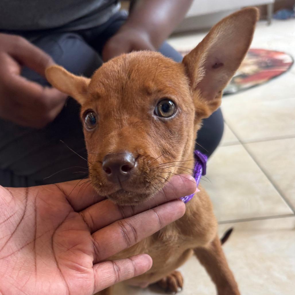 (Liliac)Royalty, ADOPTABLE, Puppy • Female, Australian Kelpie & Mixed Breed.