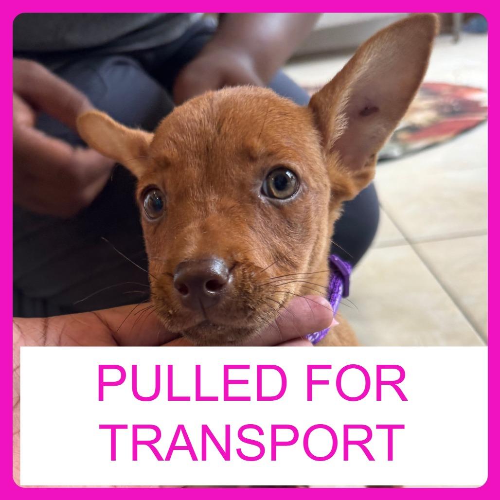 Enlarge (Liliac)Royalty, a Adoptable mixed breed in Washington, PA image 2/4
