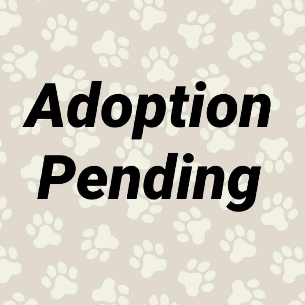 Enlarge (Liliac)Royalty, a Adoptable mixed breed in Washington, PA image 3/4