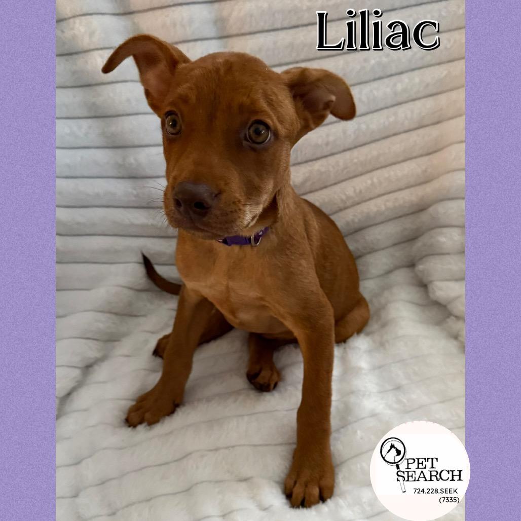 Enlarge (Liliac)Royalty, a Adoptable mixed breed in Washington, PA image 4/4