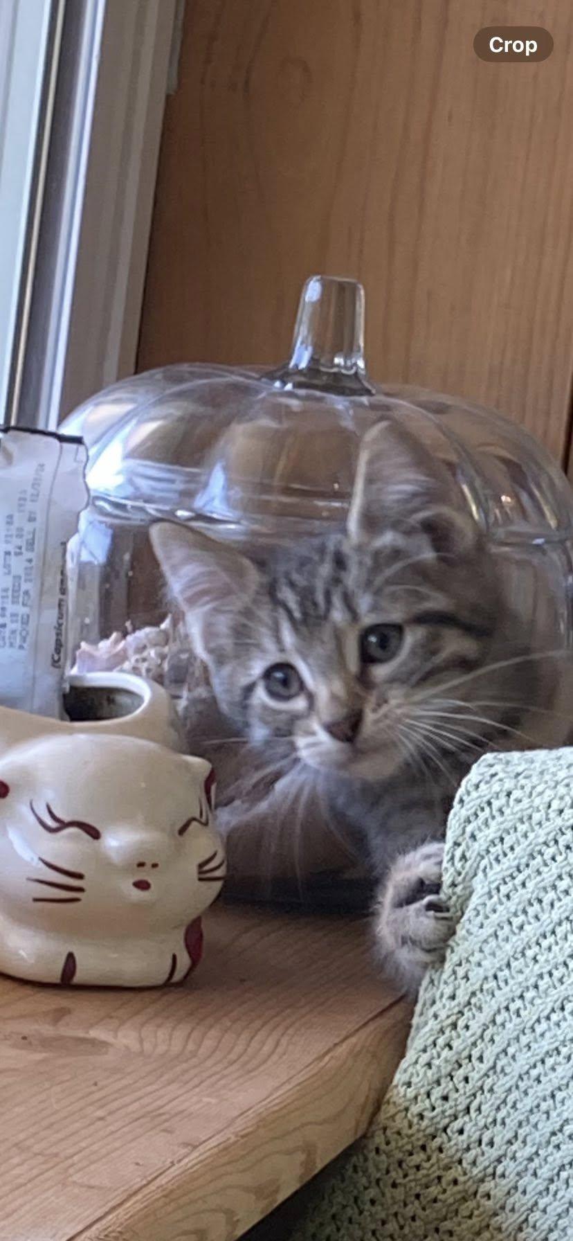 Ess-K — thumbnail 2