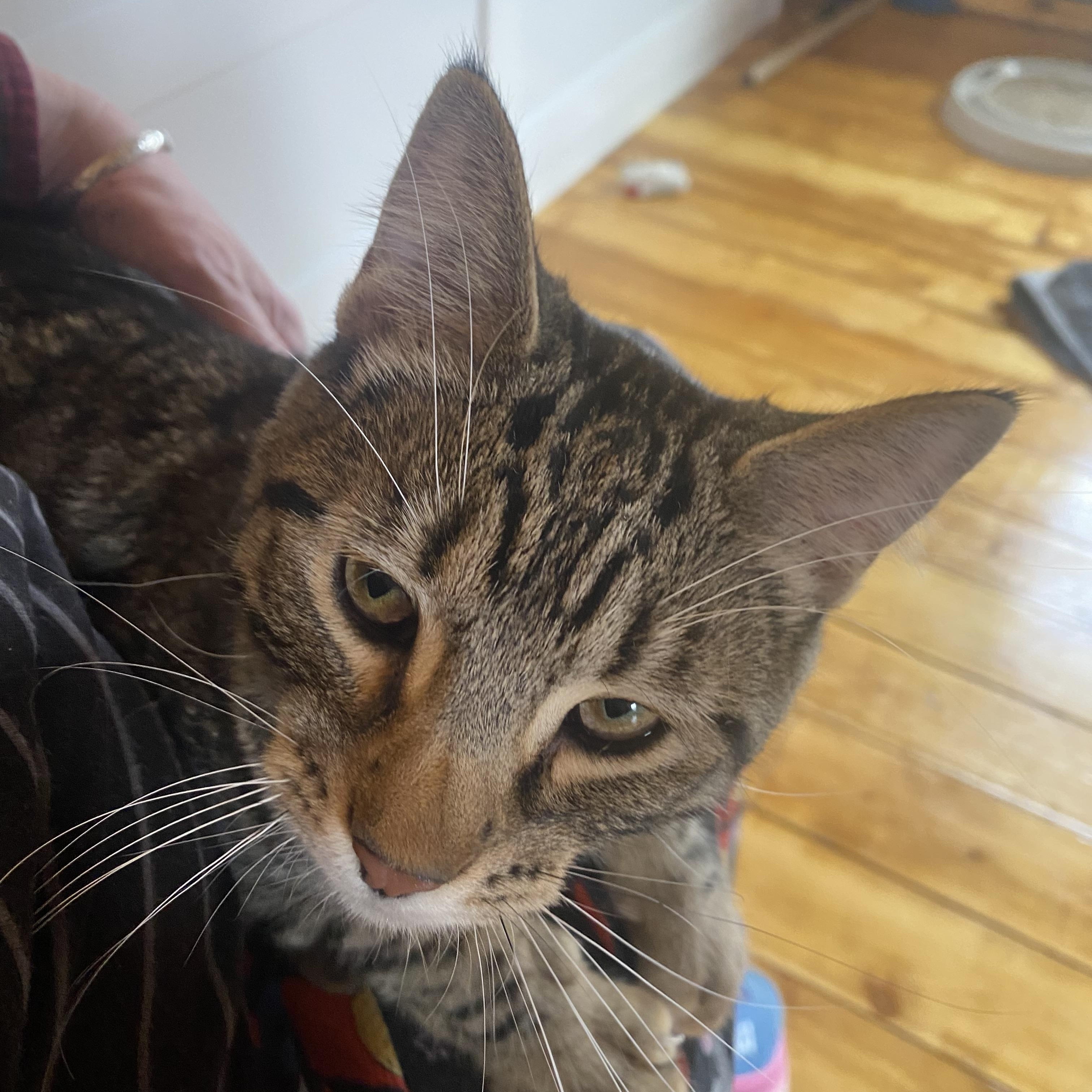 Ess-K — thumbnail 5