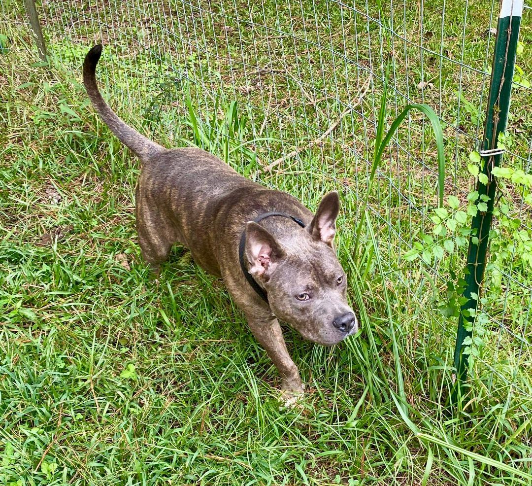 Tito, a Adoptable American Bully in Pompton Plains, NJ image 1/6