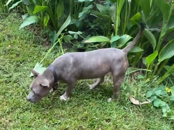 Tito, a Adoptable American Bully in Pompton Plains, NJ image 2/6