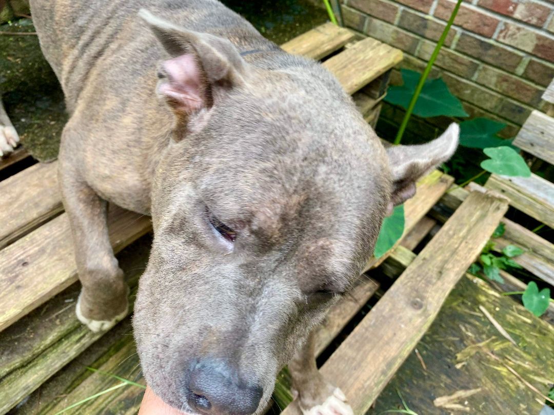 Tito, a Adoptable American Bully in Pompton Plains, NJ image 3/6