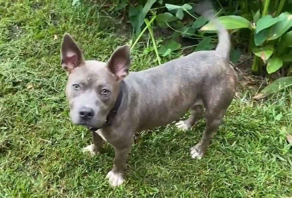 Tito, a Adoptable American Bully in Pompton Plains, NJ image 4/6