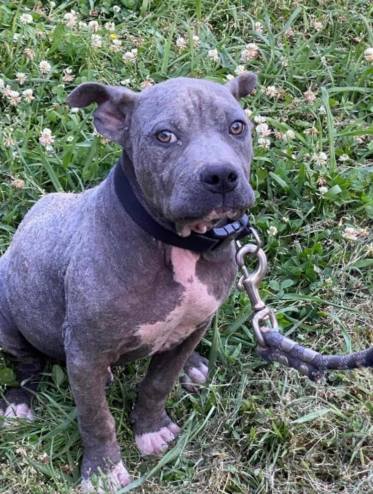 Tito, a Adoptable American Bully in Pompton Plains, NJ image 5/6