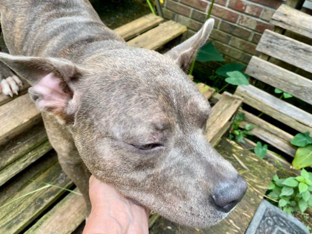 Tito, a Adoptable American Bully in Pompton Plains, NJ image 6/6