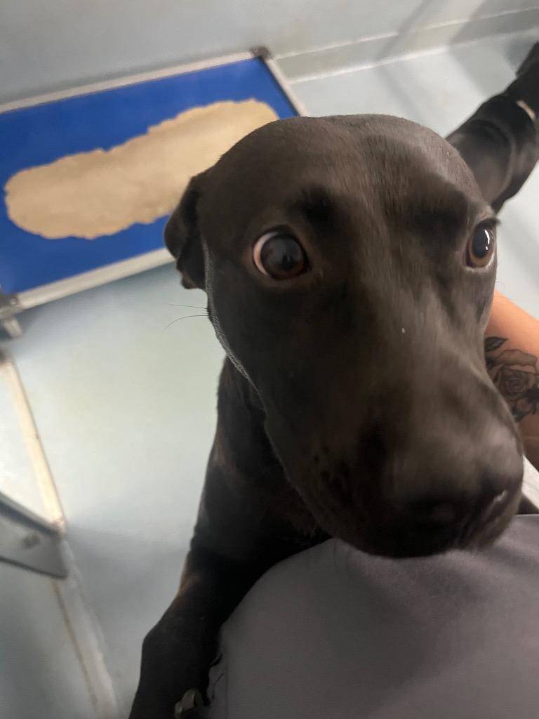 Mama, Adoptable, Young Female Mixed Breed.