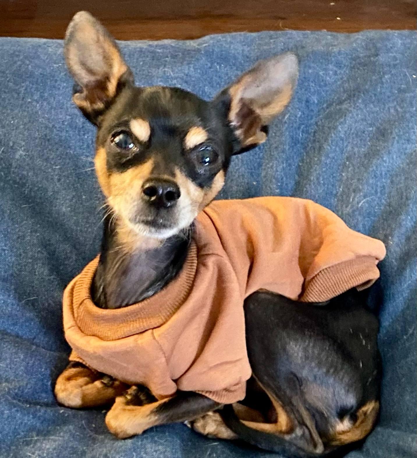 Cecil, Adopted, Adult Male Miniature Pinscher.