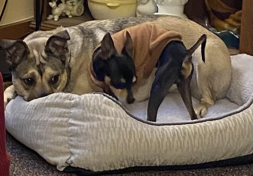 Enlarge Cecil, a Adopted mixed breed in Winlock, WA image 2/3