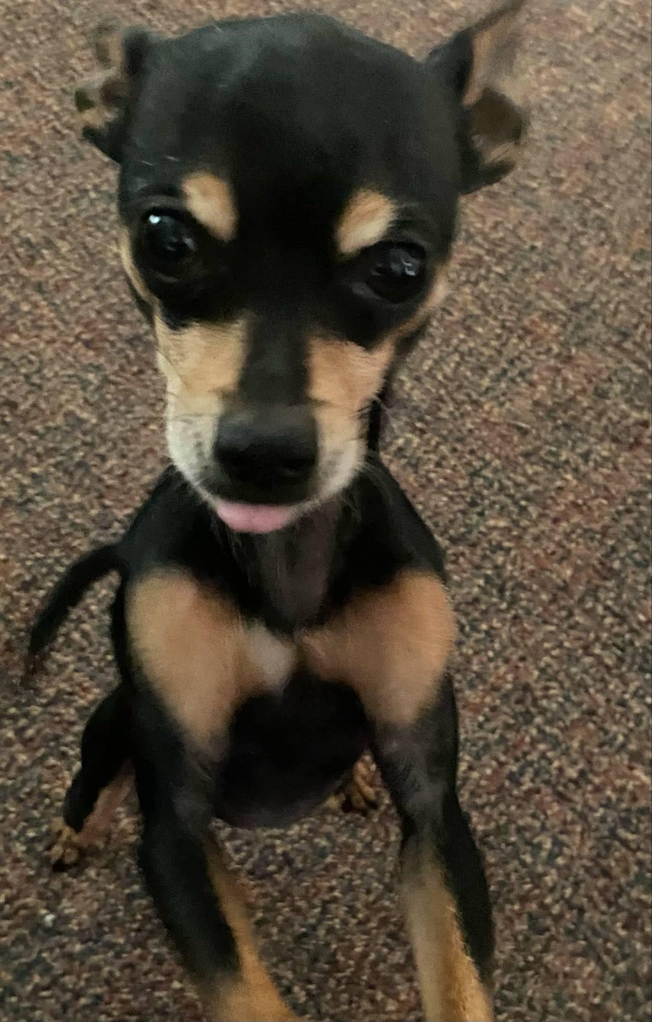 Enlarge Cecil, a Adopted mixed breed in Winlock, WA image 3/3