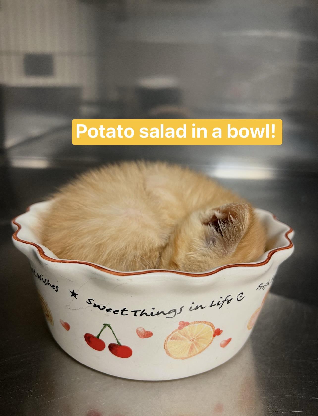 Potato Salad, an adopted Domestic Short Hair in Montville, NJ image 3/3