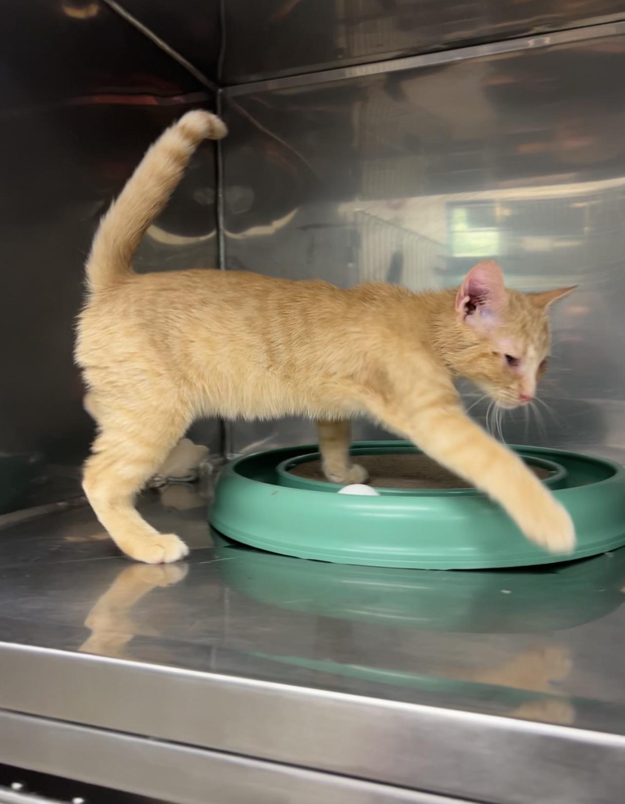 Potato Salad, an adopted Domestic Short Hair in Montville, NJ image 1/3