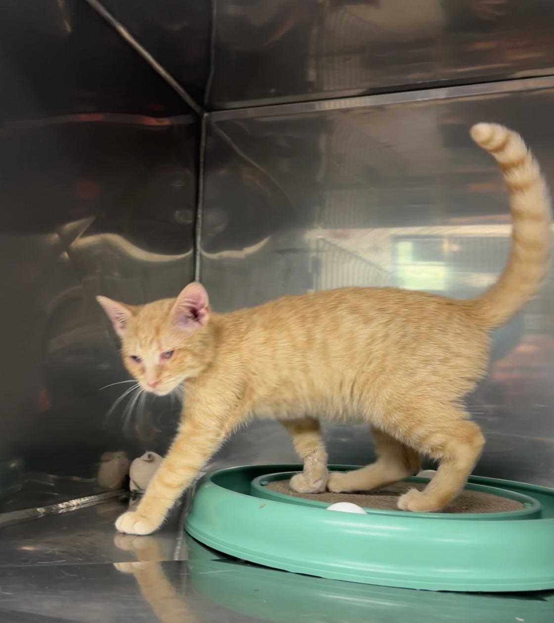 Potato Salad, an adopted Domestic Short Hair in Montville, NJ image 2/3