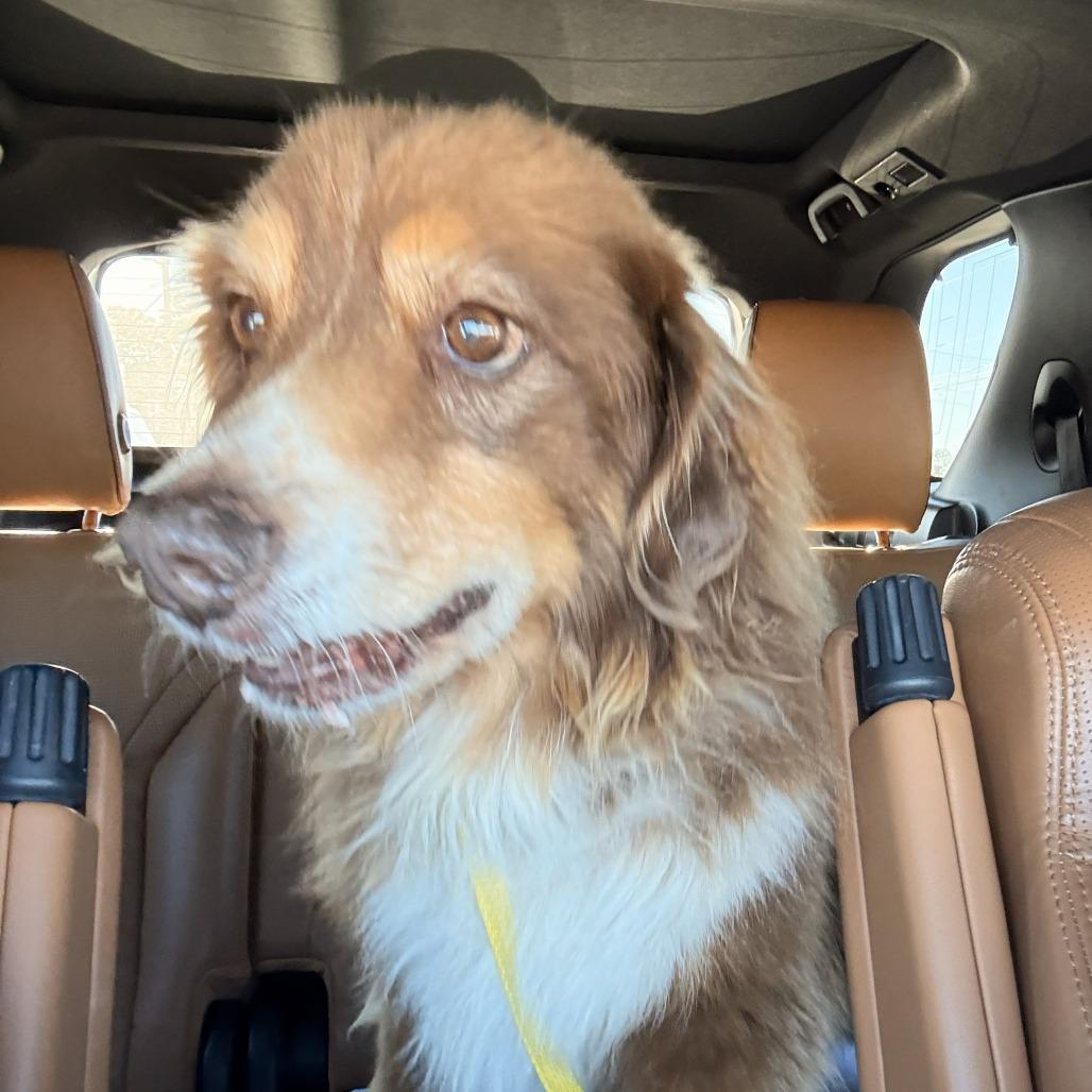 Enlarge Jersey, an adopted Australian Shepherd in Wilmington, NC image 1/1