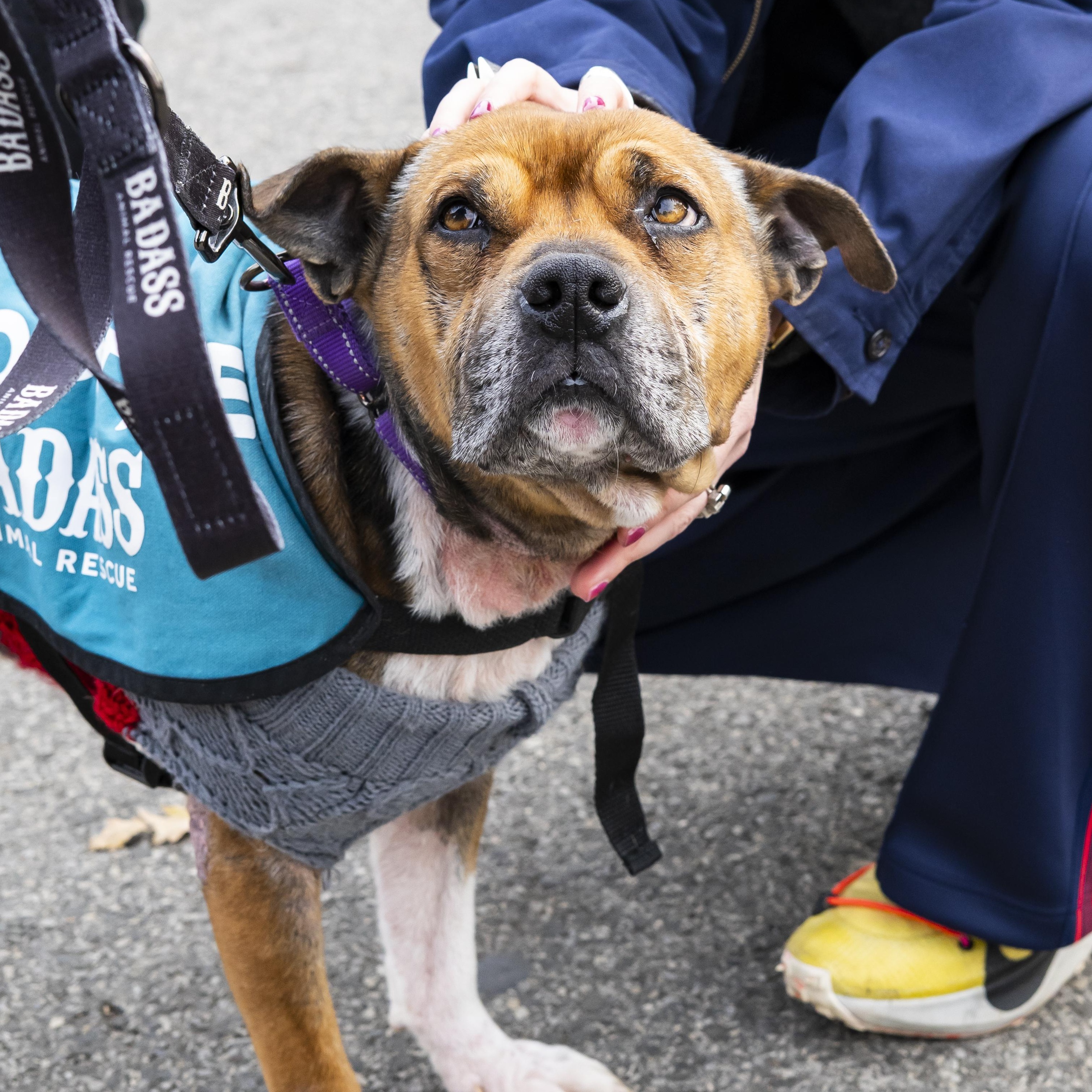 Lewis Hamilton, a Adoptable Pit Bull Terrier in Brooklyn, NY image 3/6