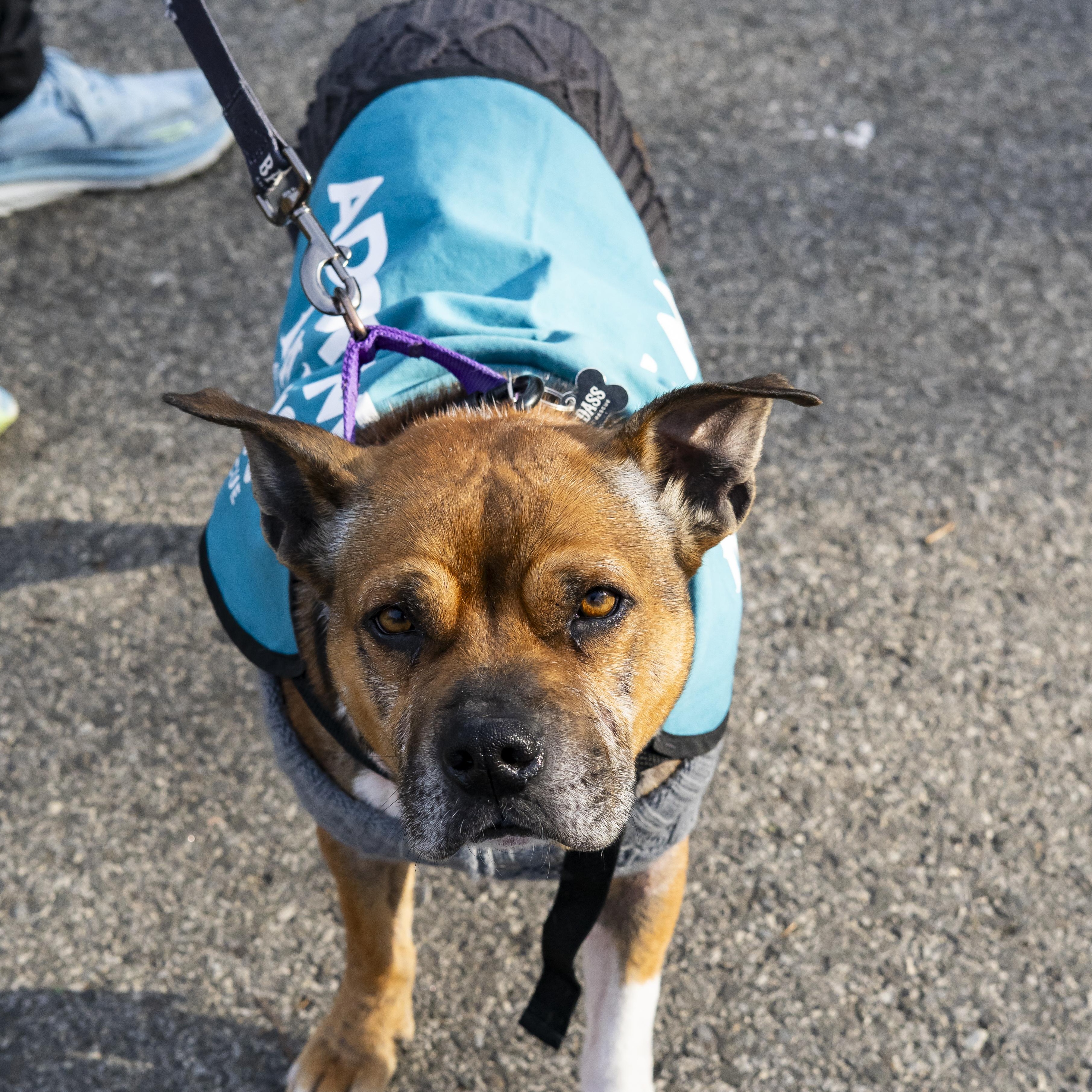 Lewis Hamilton, a Adoptable Pit Bull Terrier in Brooklyn, NY image 5/6