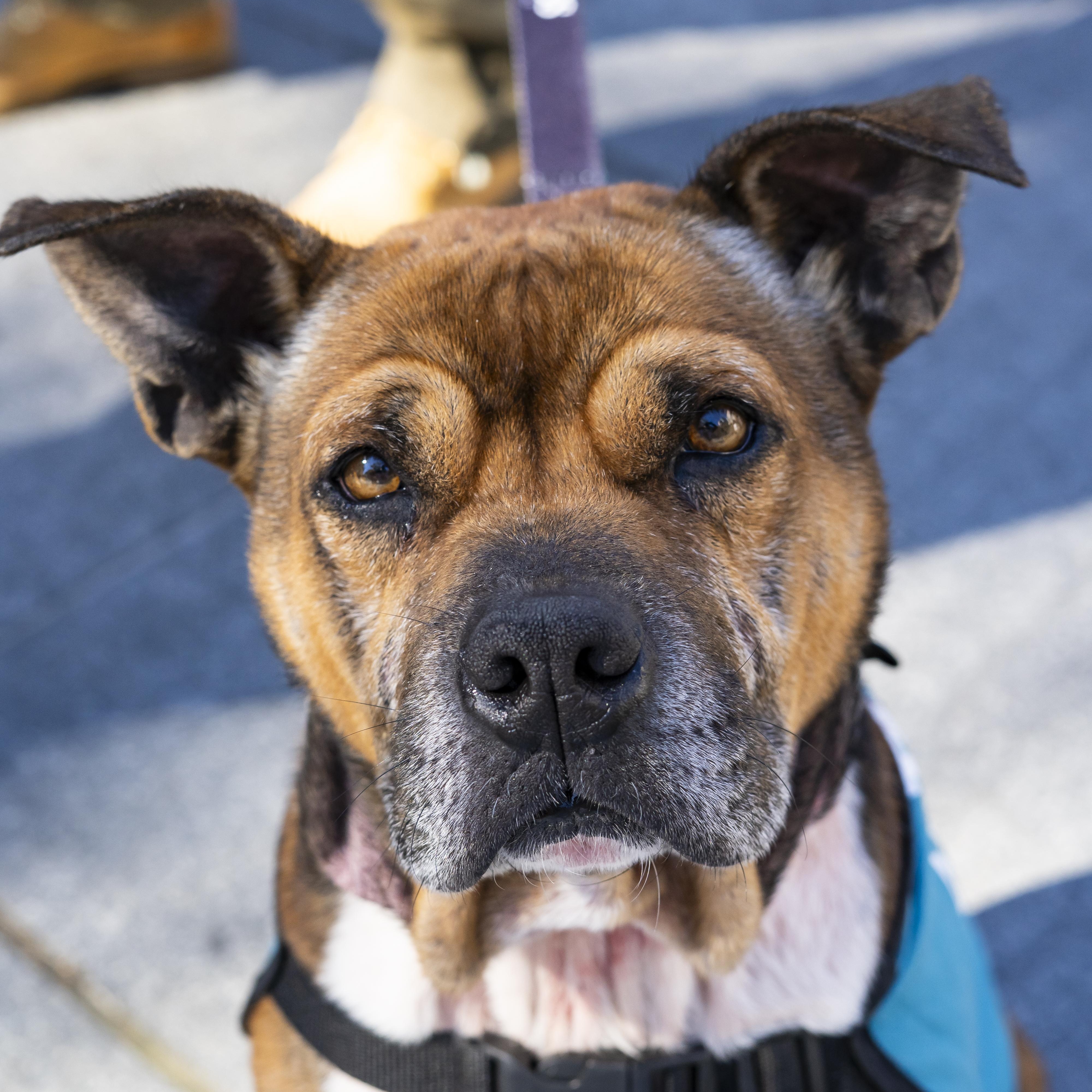 Lewis Hamilton, a Adoptable Pit Bull Terrier in Brooklyn, NY image 2/6