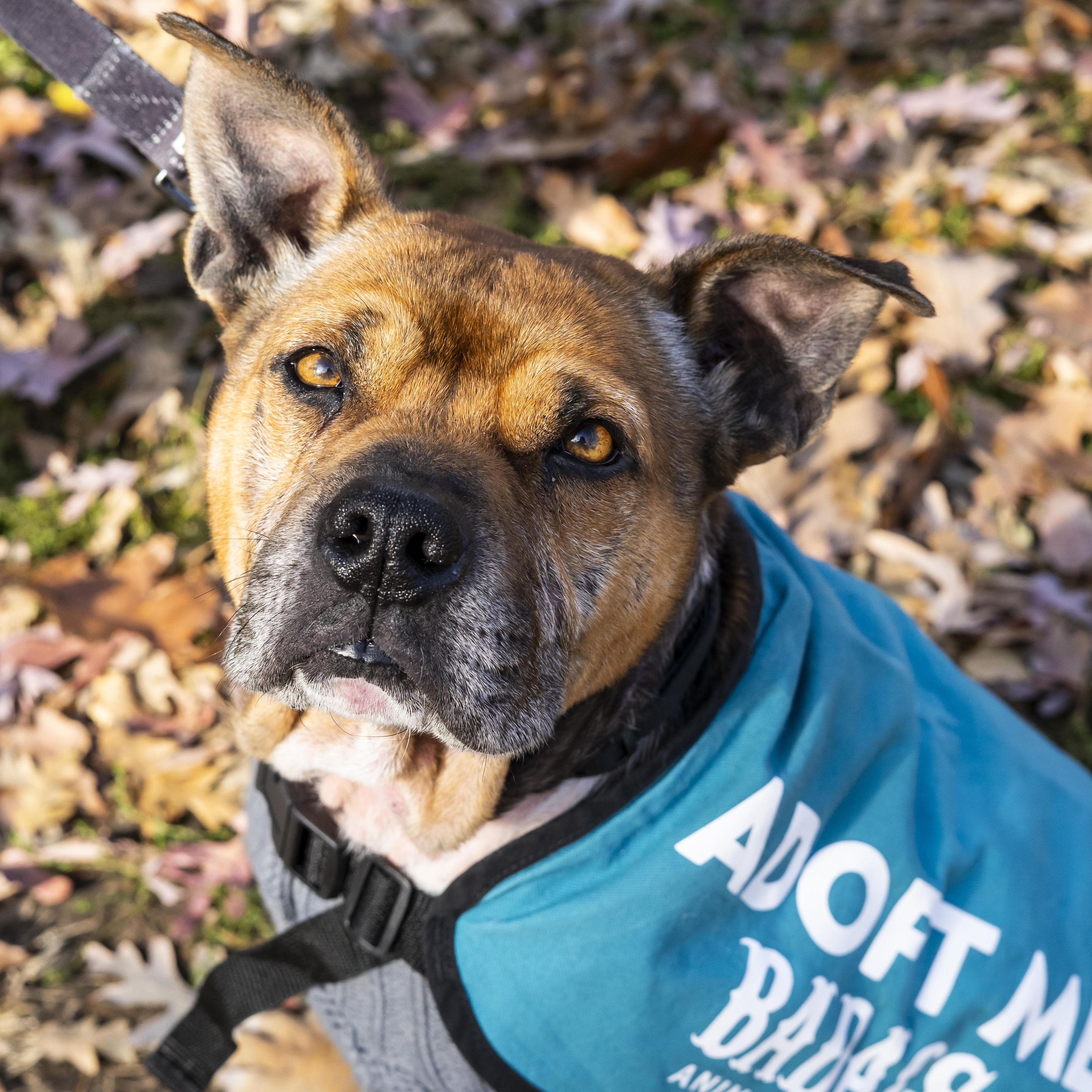 Lewis Hamilton, a Adoptable Pit Bull Terrier in Brooklyn, NY image 1/6