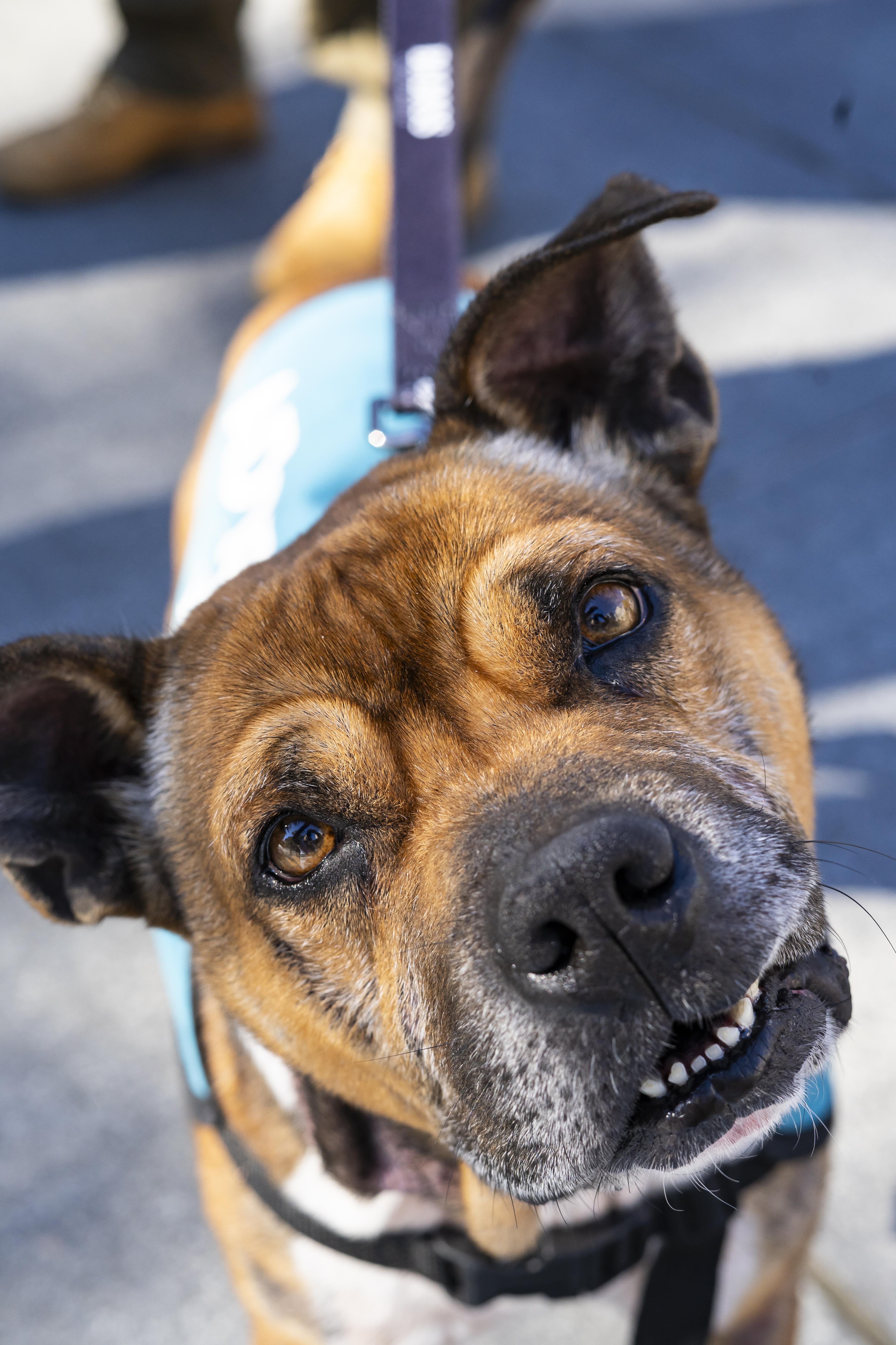 Lewis Hamilton, a Adoptable Pit Bull Terrier in Brooklyn, NY image 6/6