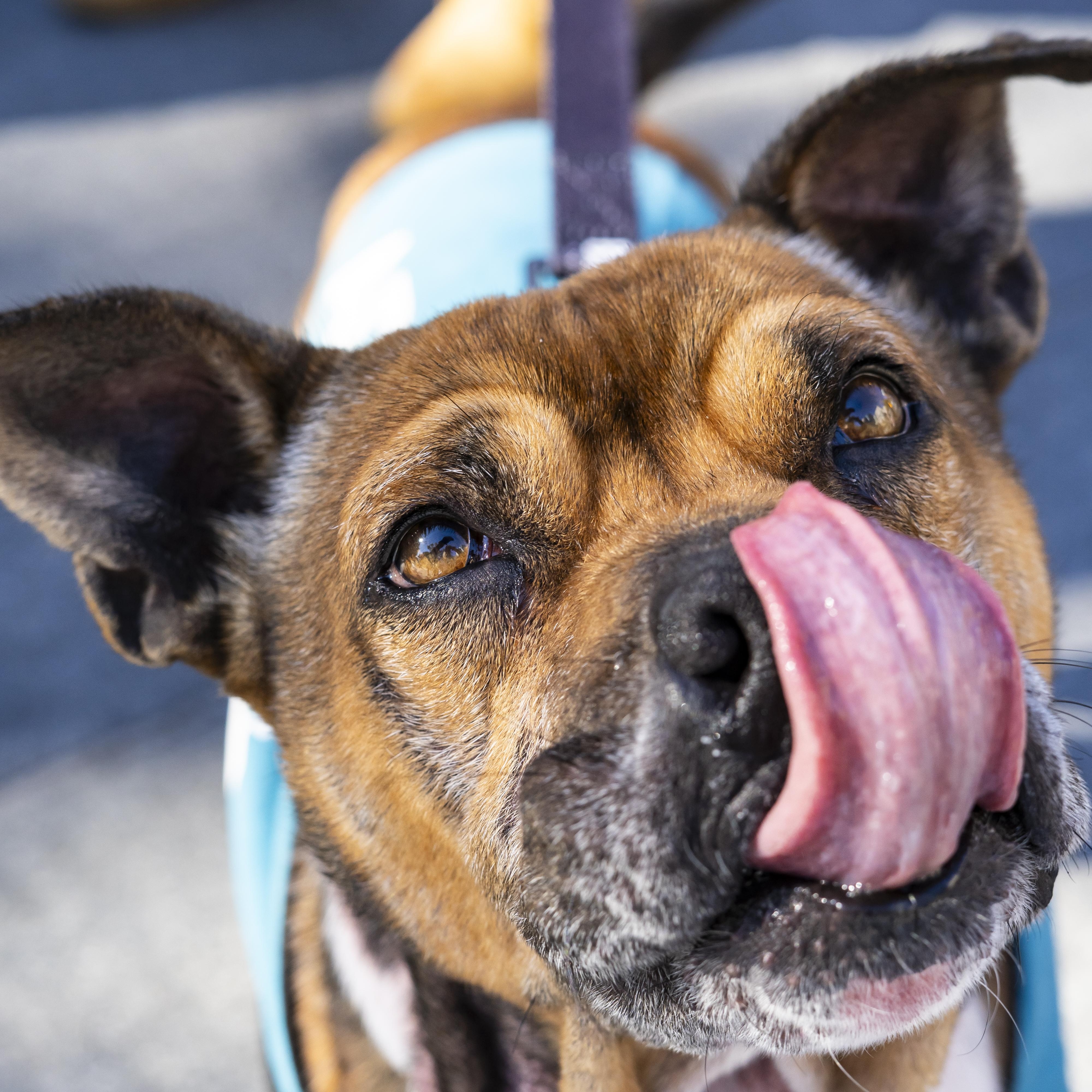Lewis Hamilton, a Adoptable Pit Bull Terrier in Brooklyn, NY image 4/6