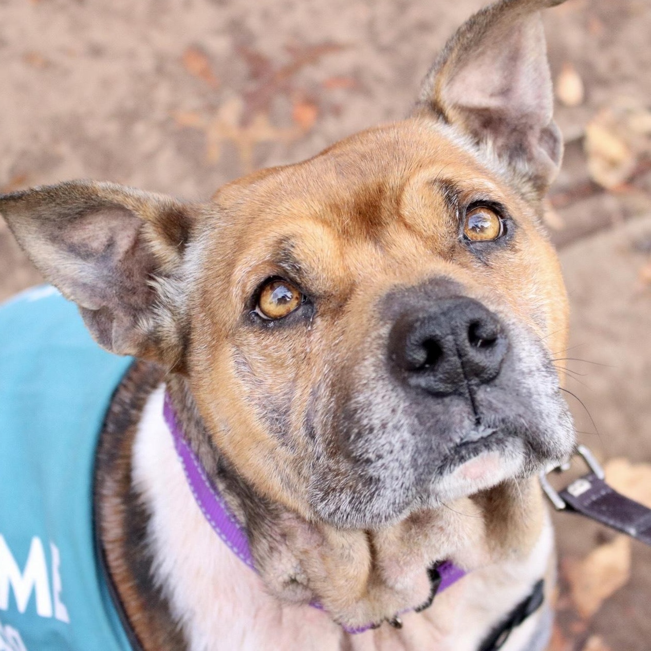 Enlarge Lewis Hamilton, a Adoptable Pit Bull Terrier in Brooklyn, NY image 1/6