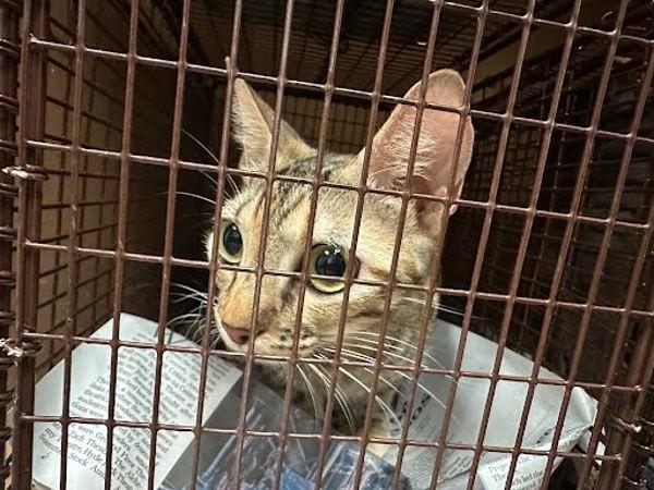 Darjeeling Tea, Adoptable, Adult Female Domestic Short Hair.