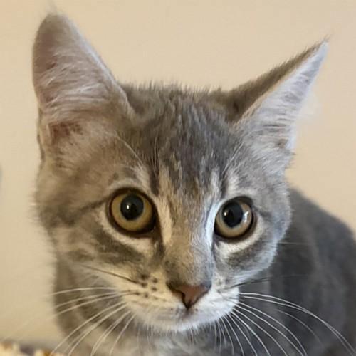 SOPHIE, adopted, Kitten Female Domestic Short Hair.