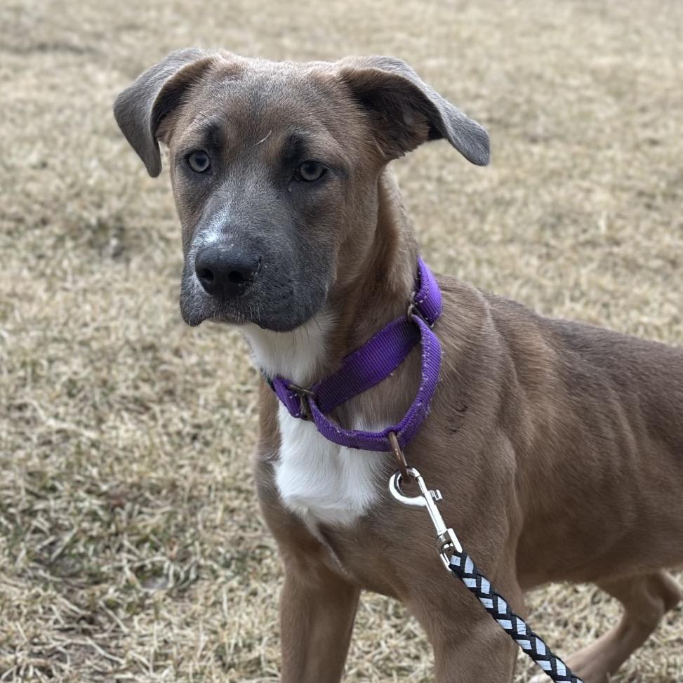 Enlarge Bethany, a Adoptable Mixed Breed in Hinsdale, IL image 1/1