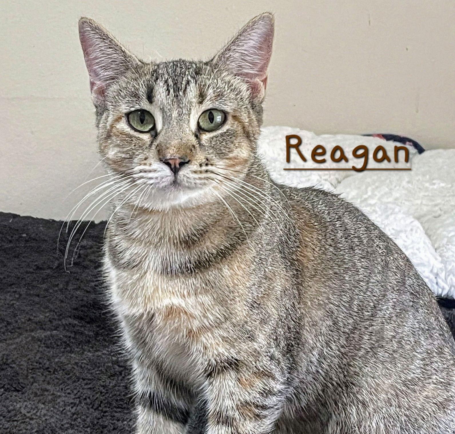 Reagan #car-ride-queen, Adoptable, Young Female Torbie.