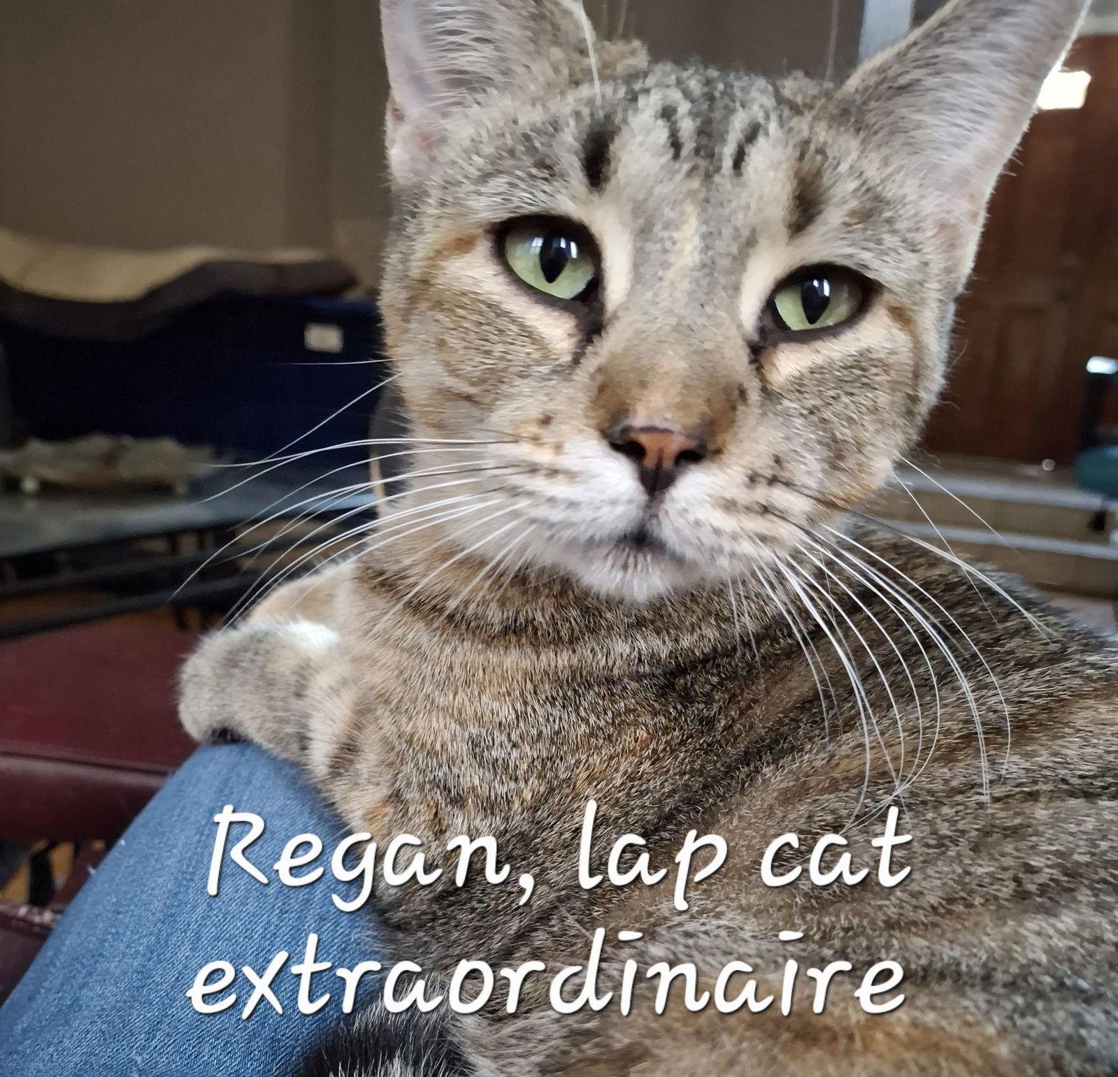 Reagan #car-ride-queen, a Adoptable Torbie in Houston, TX image 2/2