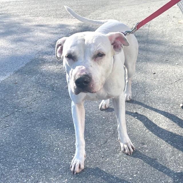 Enlarge Roxy, a Adoptable Mixed Breed in Bronson, FL image 1/1