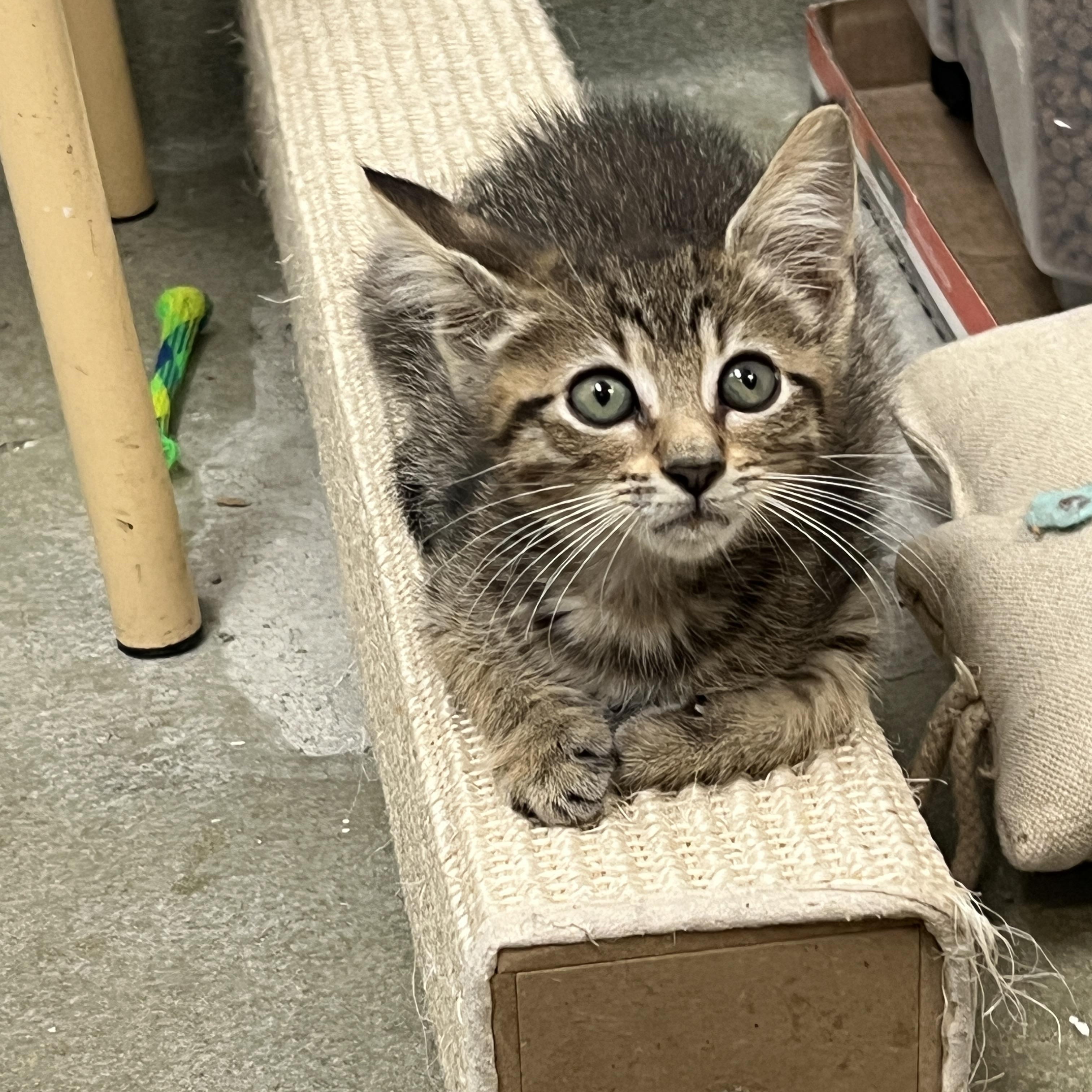 Enlarge Rascal (Pre adopt), a Adoptable mixed breed in Bradenton, FL image 2/2