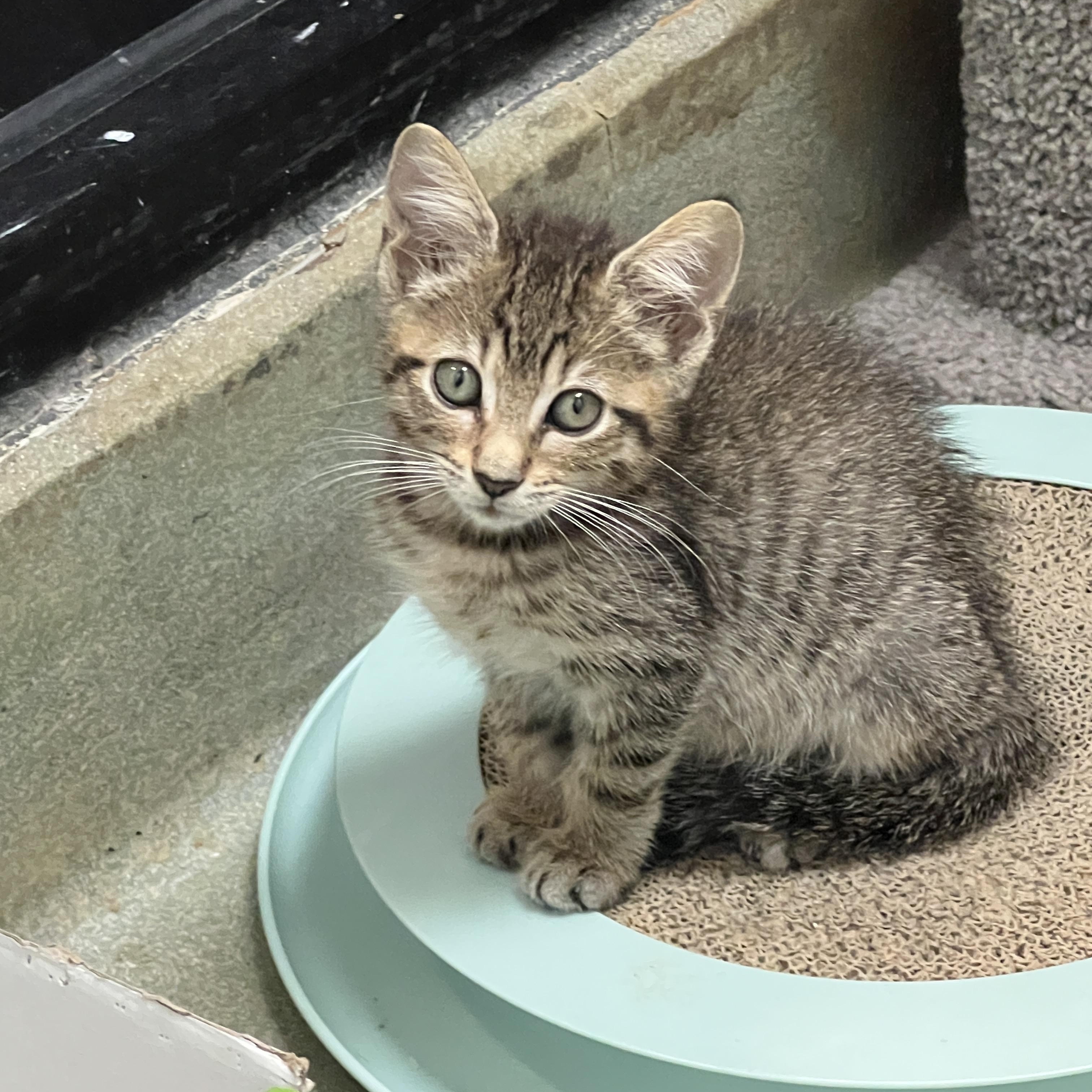 Rascal (Pre adopt), Adoptable, Kitten Male Domestic Short Hair.