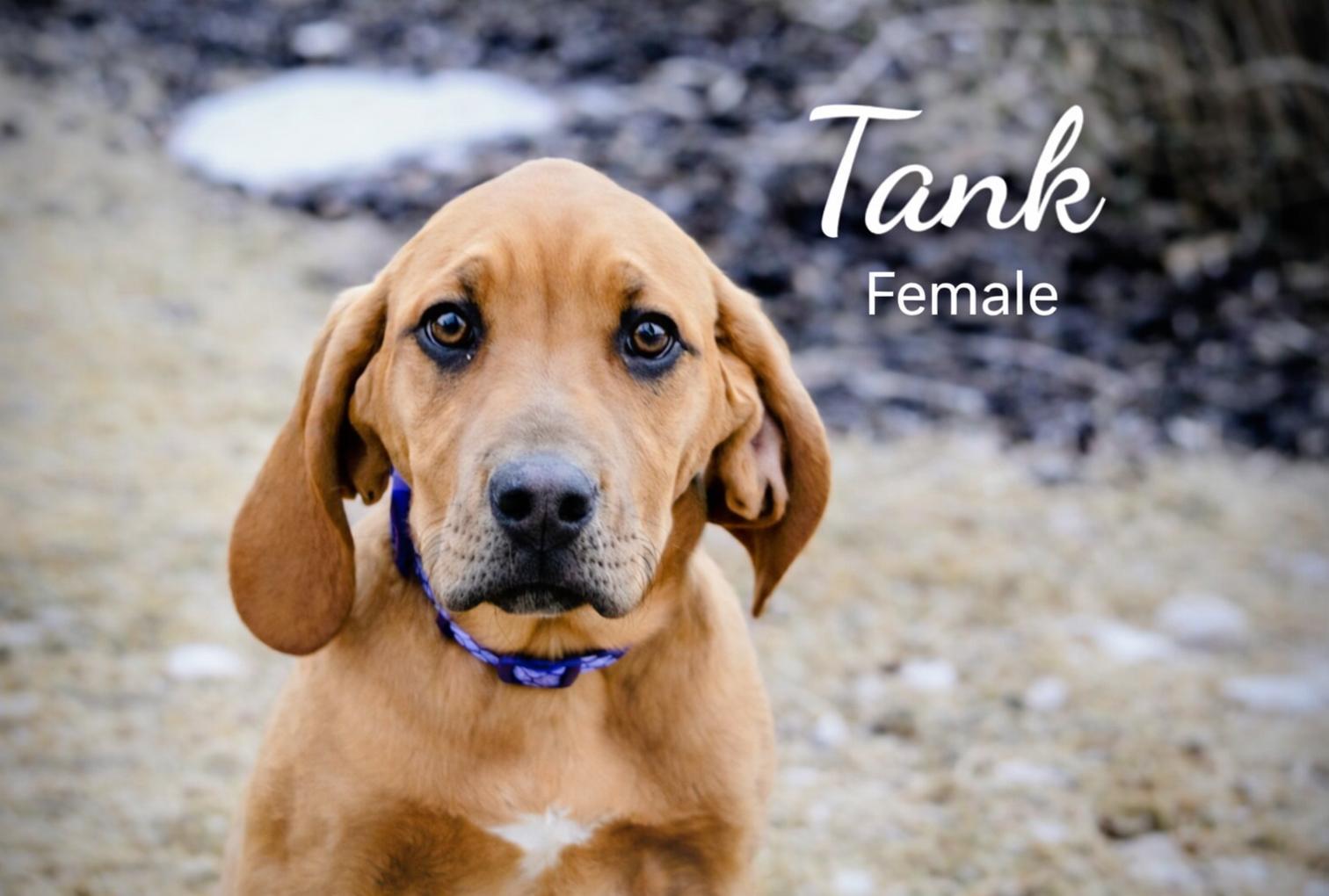 Tank, Adoptable, Puppy Female Coonhound & Labrador Retriever.