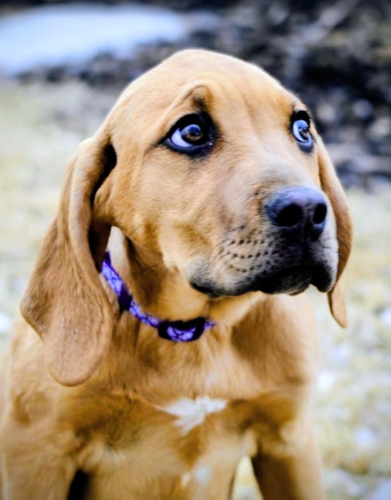 Tank, a Adoptable mixed breed in Pinedale, WY image 3/5